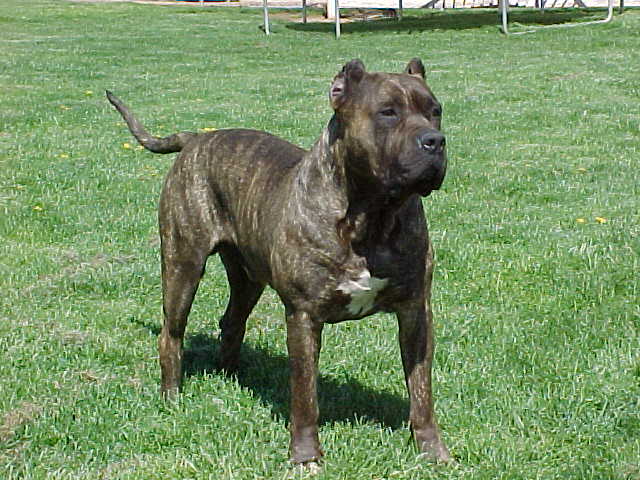 Perro de Presa Canario.